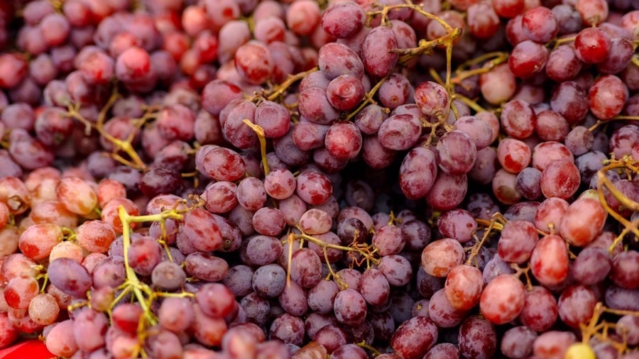Close-up of red grapes, the source of trans-resveratrol